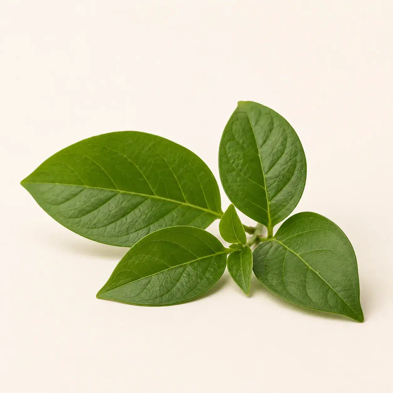 Gymnema Sylvestre
